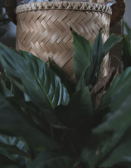 Leaves in front of rattan basket