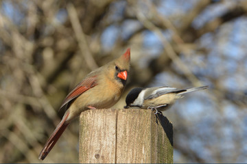 Northern Cardinal and Black Capped Chickadee
