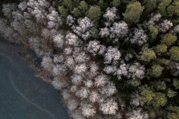 Aerial: hoarfrost on the trees