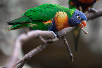 Lori rainbow bird portrait