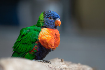 Lori rainbow bird portrait