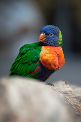 Lori rainbow bird portrait