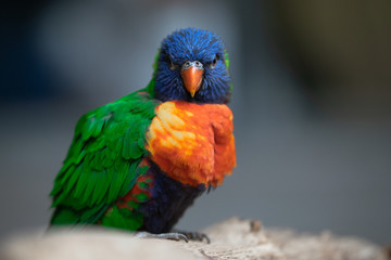 Lori rainbow bird portrait