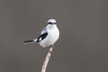 Naklejka premium Raubwürger