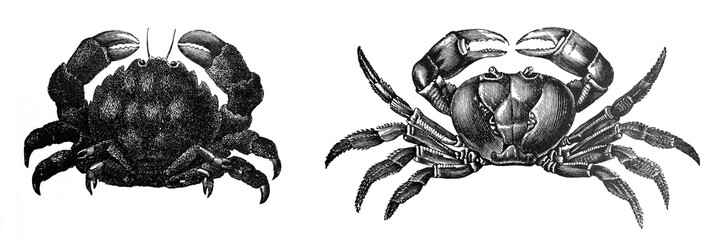 Crab (Dromia vulgaris and Geearcinus ruricola) / Engraved antique illustration from Brockhaus Konversations-Lexikon 1908 © Basicmoments