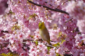 桜とメジロ　河津桜とメジロ