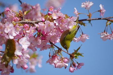 桜とメジロ　河津桜とメジロ