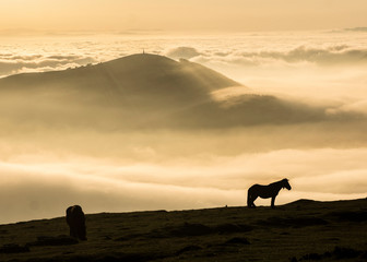 horses on the mountains at sunset