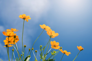yellow flower background with blue sky