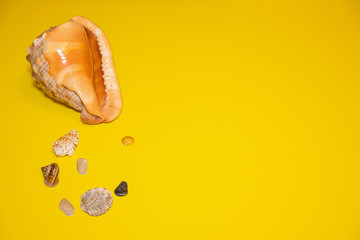 Shell pattern bright yellow background. Сoncept summer vacation and travel. Different sea shells. Top view