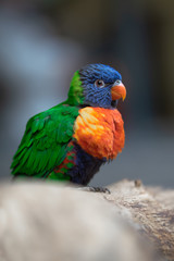 Lori rainbow bird portrait