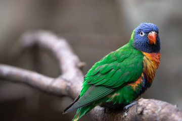 Lori rainbow bird portrait