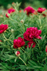 Pion. Spring concept. red flower for background