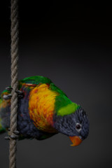 Lori rainbow bird portrait