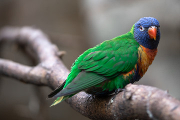 Lori rainbow bird portrait