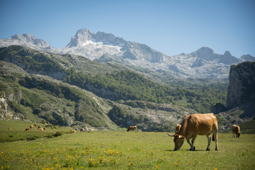 Fototapeta na wymiar cows eating grass on the mountains in Spain