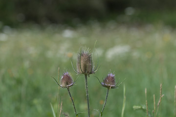 Wilde Karde