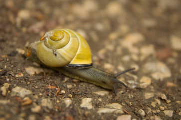 snail on the ground