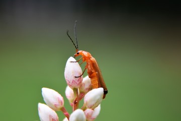 longicorne sur fleur bambou sacré (nandina domestica)
