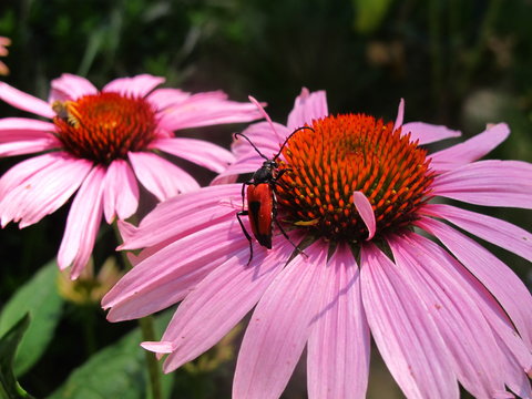 insecte lepture porte-coeur col&eacute;opt&egrave;re