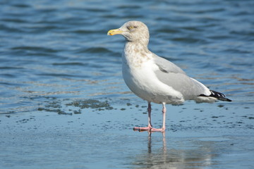 Herring gull on ice at water's edge