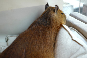 カピバラ 室内 ペット 外を見る 都会