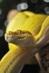 yellow juvenile green tree python