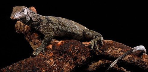 Varanus Rudicollis or Balck Roughed Monitor isolated with black background
