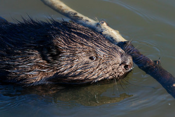 Eurasian beaver castor fiber in river water. Cute brown animal in wildlife. © Anton Mir-Mar