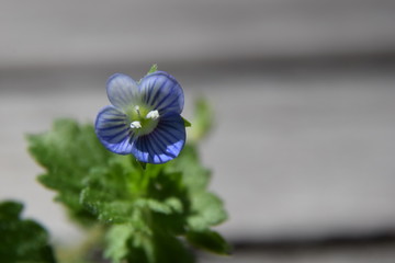 Fleur bleue Véronique de perse
