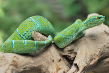Tropidolaemus subannulatus. Green pit viper against blurry background 