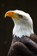 bald eagle against dark background