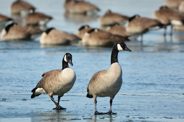 Canada geese walking on thin ice