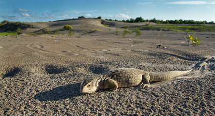 the savannah monitor in the wild