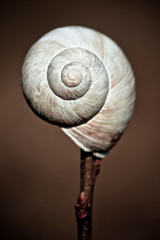 Snail shell spiral shape. Vertical picture of white natural form (selective focus)