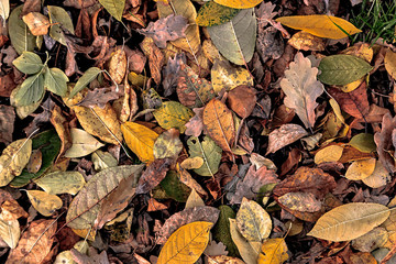 Colorful autumn leaves
