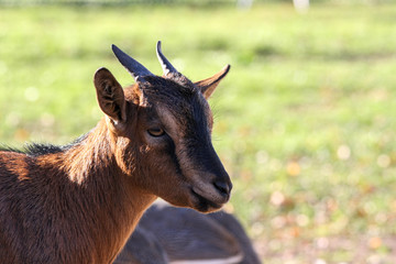 goat in a green meadow on a sunny day