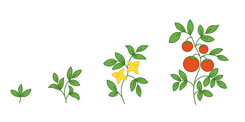 Tomato plant. Growth stages. Solanum lycopersicum. Ripening period. The life cycle of the tomatoes. Vector illustration.