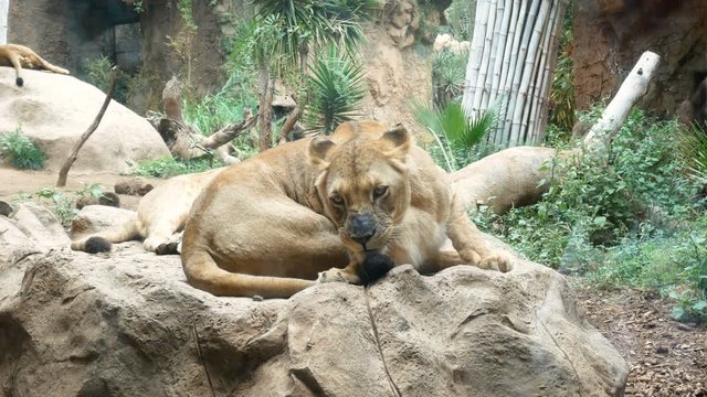 lion laying and resting on a stone in the forest