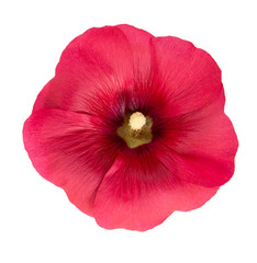 Malva is a garden pink flower cut out isolated on white background.