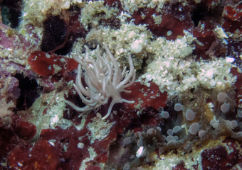 A Made-up Phyllodesmium (Phyllodesmium serratum)