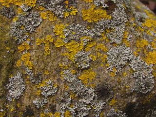 Moss on the stone