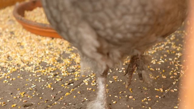 Closeup of the feet of a young grey chicken in a chicken coop. Seen in Germany