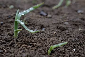 Onion,Onion and green background,Onion in a pot, Dew on onion