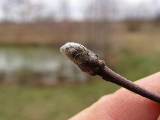  willow bud