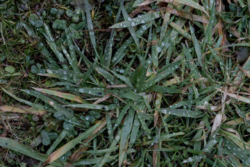 Fresh green grass with drops of water