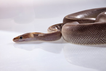 Fototapeta premium royal python or ball python snake on white background