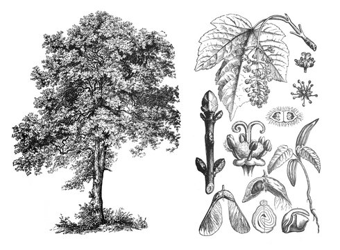 Acer pseudoplantanus (Sycamore maple) Engraved antique illustration from Brockhaus Konversations-Lexikon 1908