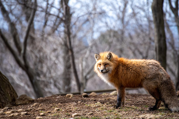 森の中からこちらを振り返るキツネ