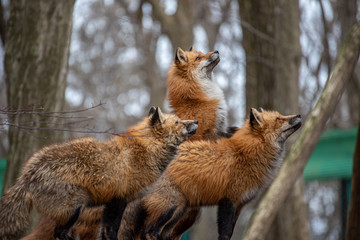 遠くを眺める三匹の狐